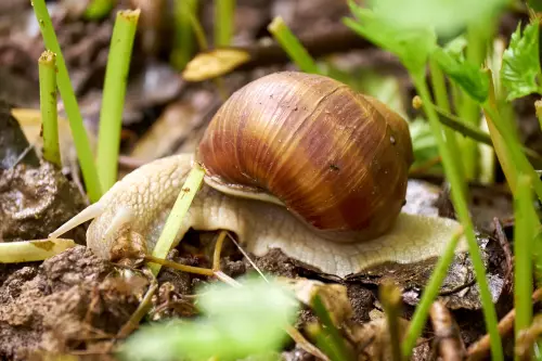 Weinbergschnecke zwischen abgeschnittenen Grashalmen auf bräunlichem, lehmigen Boden.
