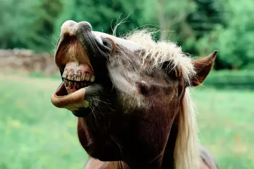 Lichtfuchs (Pferd) mit braunem Fell und heller, fast blonder Mähne zeigt seine Zähne, wobei seine Unter- und Oberlippe weit auseinandergehen.