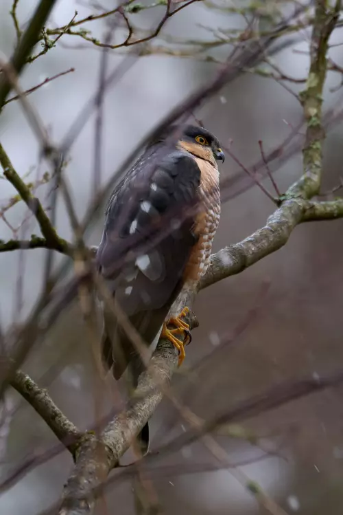 Sperber hinter dünnen Strauchästen an einem Wintertag
