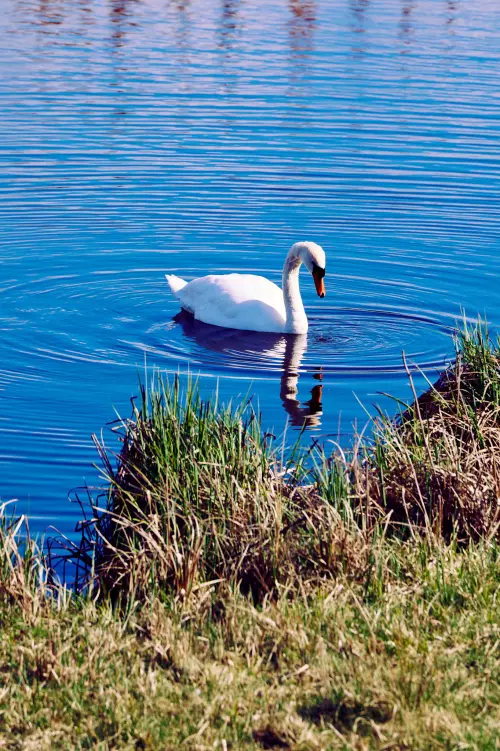 Höckerschwan im Wasser in Ufernähe