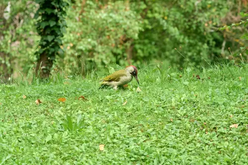 Grünspecht auf einer Rasenfläche beim Picken