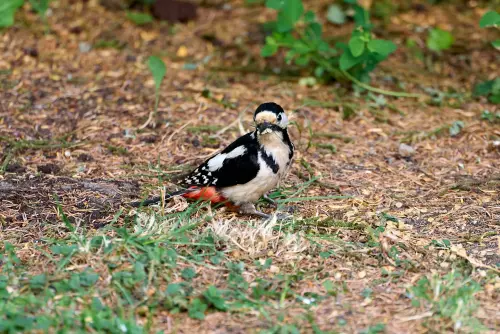 Buntspecht am Boden sitzend mit vollem Schnabel - wohl Haferflocken
