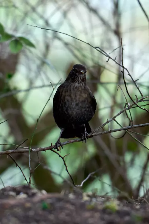 Amsel (Weibchen) im UNterholz auf einem dünne Ast mit (fast) direktem Blick in die Kamera