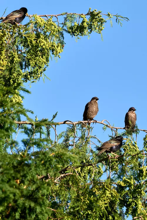 Starenfamilie, zwei Jungvögel (Ästlinge) und zwei (Eltern-)Vögel in einer Eibe sitzend
