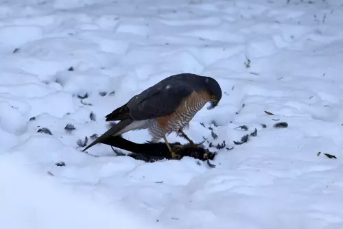 Sperber an einem Wintertag beim Verzehr einer Amsel (vermutlich)