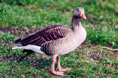 Wildgans auf einer Wiese