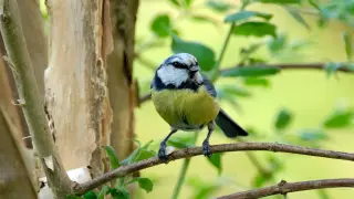 Blaumeise auf einem Ast