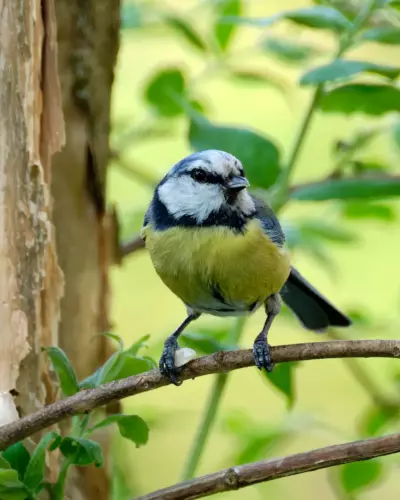 Blaumeise auf einem Ast