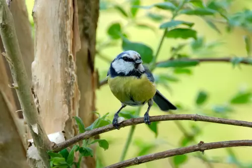 Blaumeise auf einem Ast