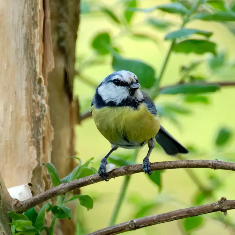 Blaumeise auf einem Ast