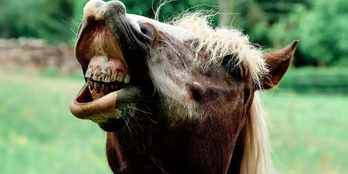 Ein Pferd mit braunem Fell und heller, fast blonder Mähne zeigt seine Zähne