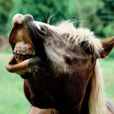Ein Pferd mit braunem Fell und heller, fast blonder Mähne zeigt seine Zähne
